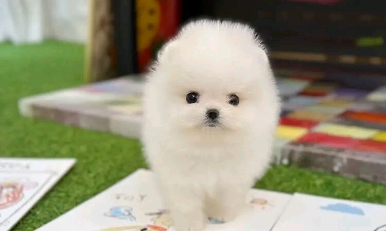 Pomeranian puppy For sale